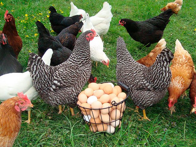 Содержание кур и уход за ними | ЗооТом - продажа, вязка и услуги для животных в Каменногорске