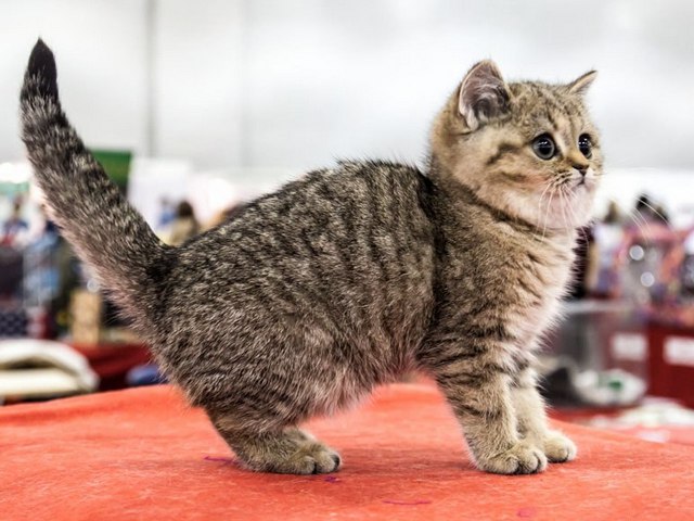 Породы кошек в Каменногорске | ЗооТом портал о животных