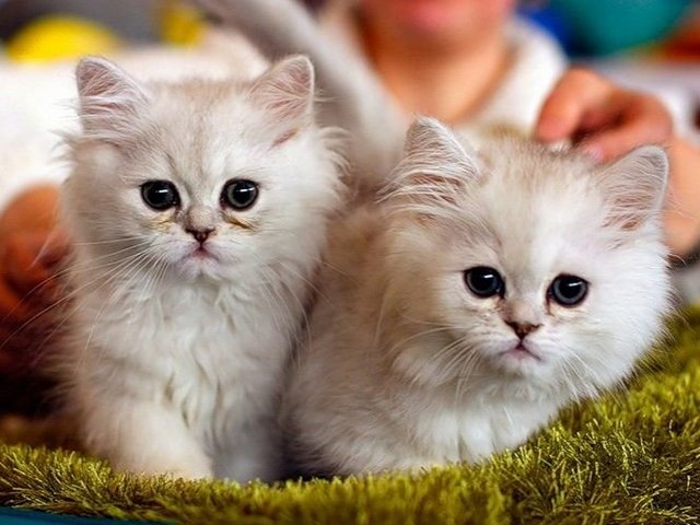 Породы кошек в Каменногорске | ЗооТом портал о животных