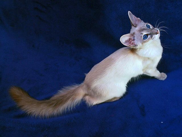 Выведенные породы кошек в Каменногорске | ЗооТом портал о животных