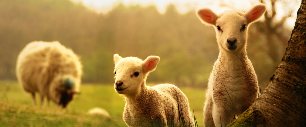 Объявления о сельскохозяйственных животных | ЗооТом - продажа, вязка и услуги для животных в Каменногорске