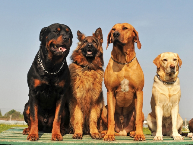 Крупные породы собак в Каменногорске | ЗооТом портал о животных
