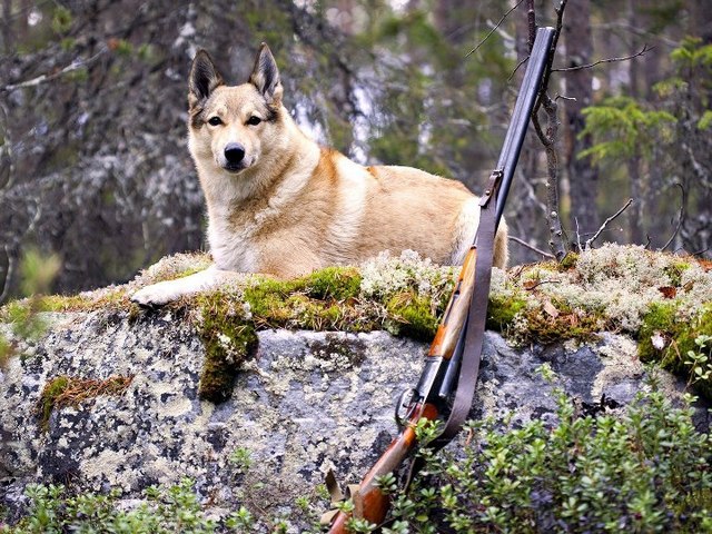 Все о собаках в Каменногорске Все о собаках в Каменногорске