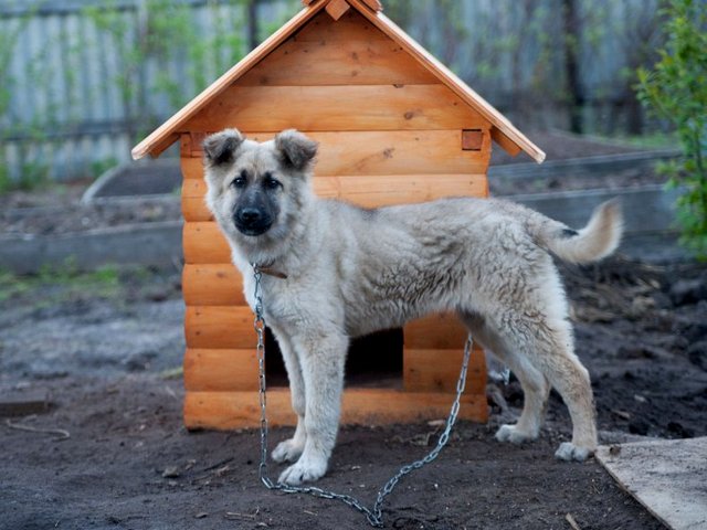 Все о собаках в Каменногорске Все о собаках в Каменногорске